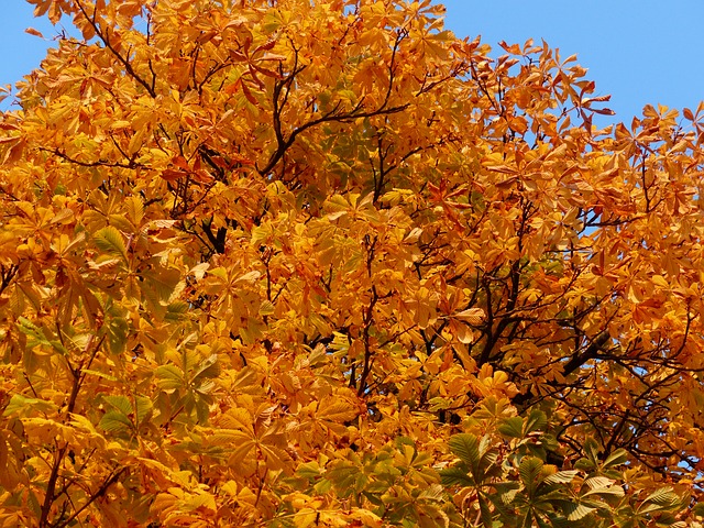 fall-leaves-231691_640