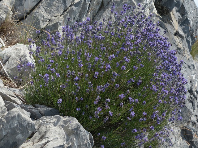 lavender-186209_640